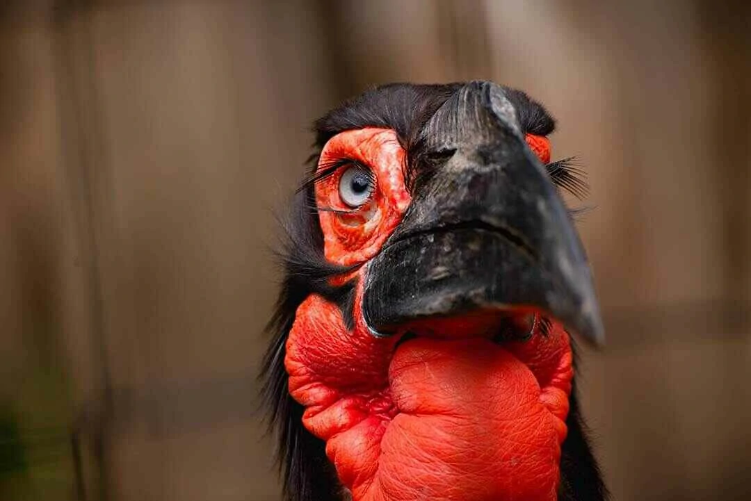 Southern Ground Hornbill Head